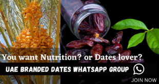 Branded Dates WhatsApp Group